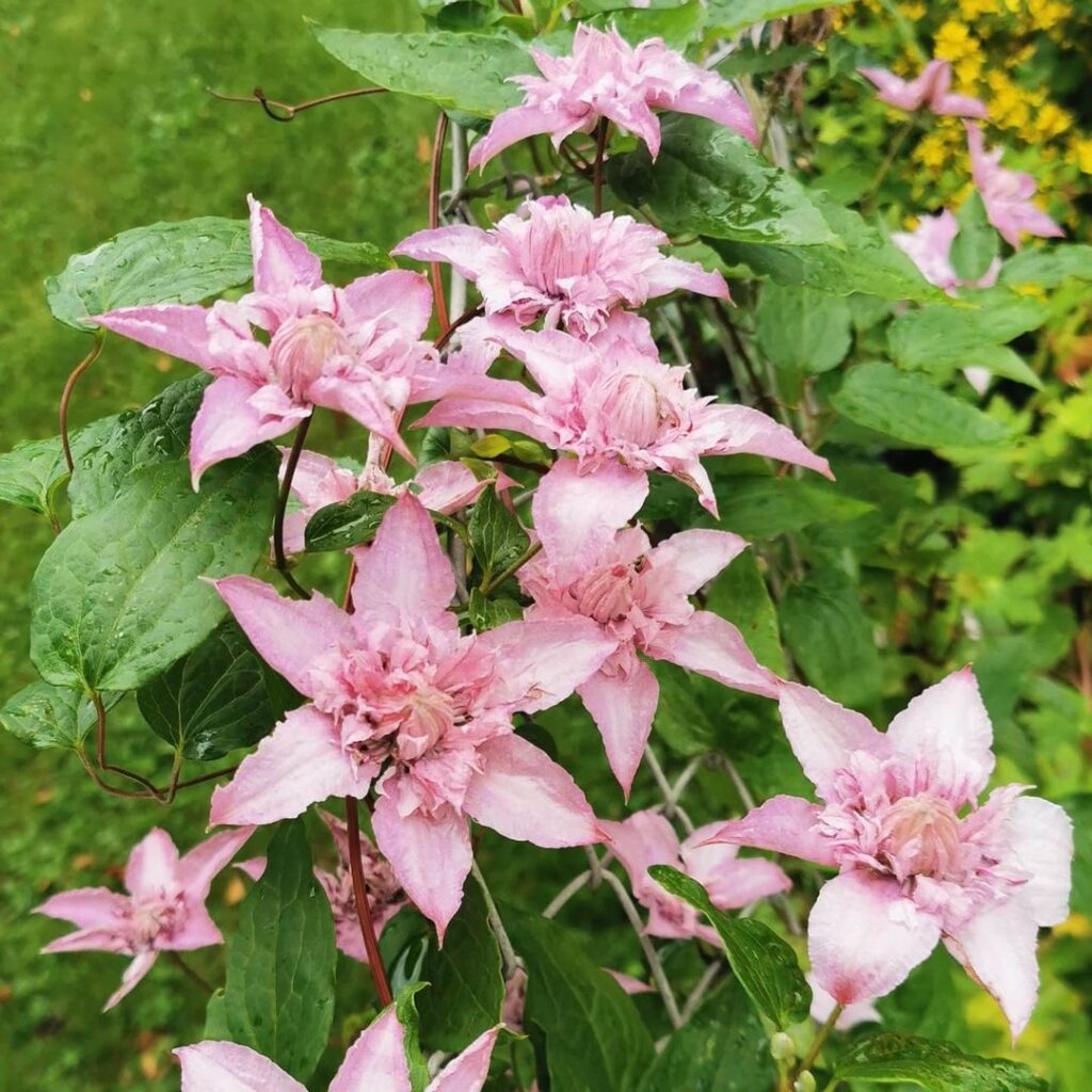 Clematis 'Multi Pink'® Nezabravka Flowers