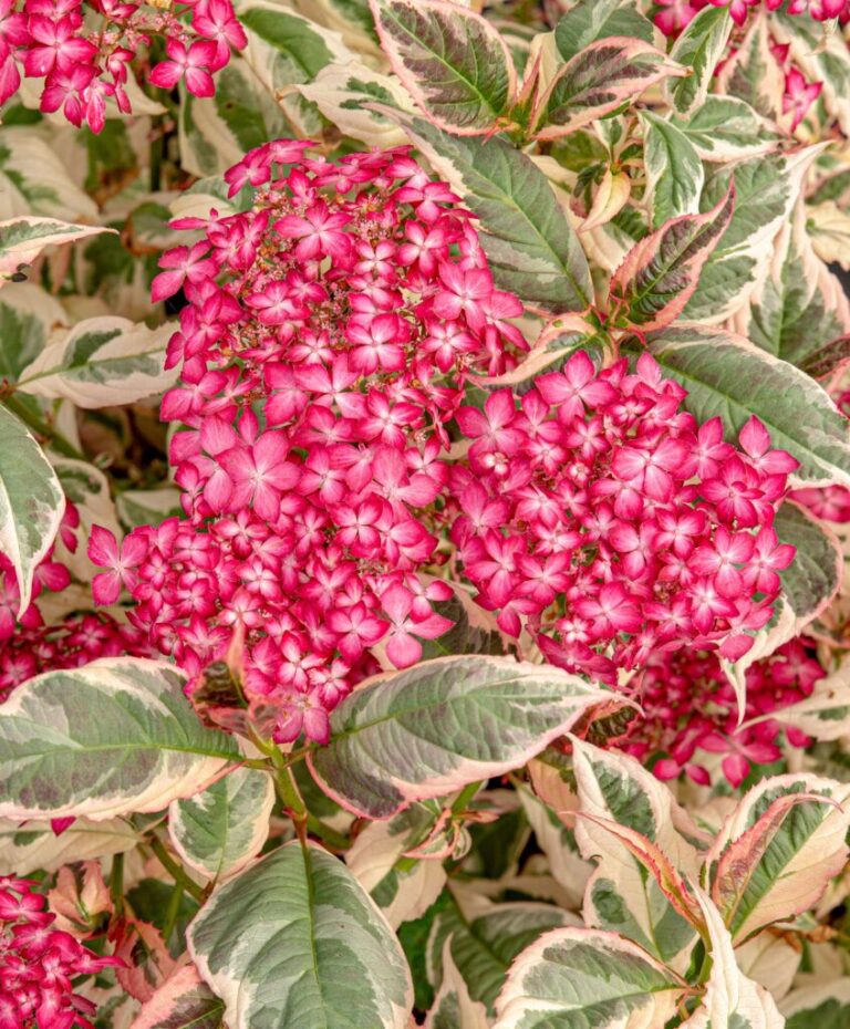 Hydrangea-serrata-‘Gotemba-Nishiki-EUPHORIA-PINK-5-846x1024