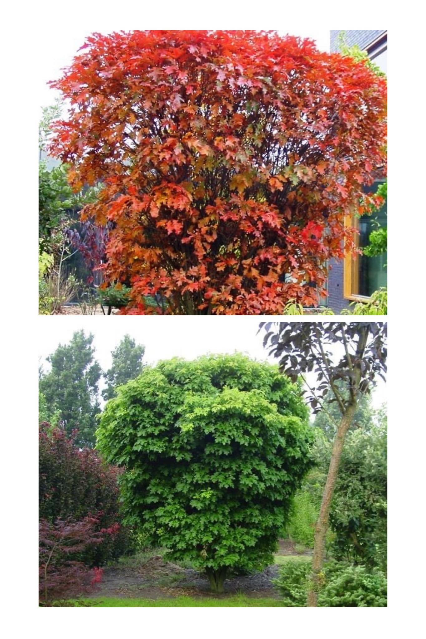 Quercus palustris 'Isabel'