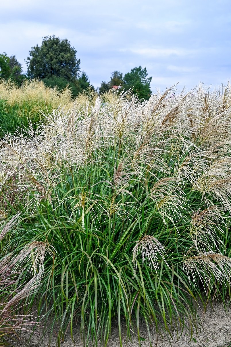 Miscanthus sinensis 'Golden Galaxy'