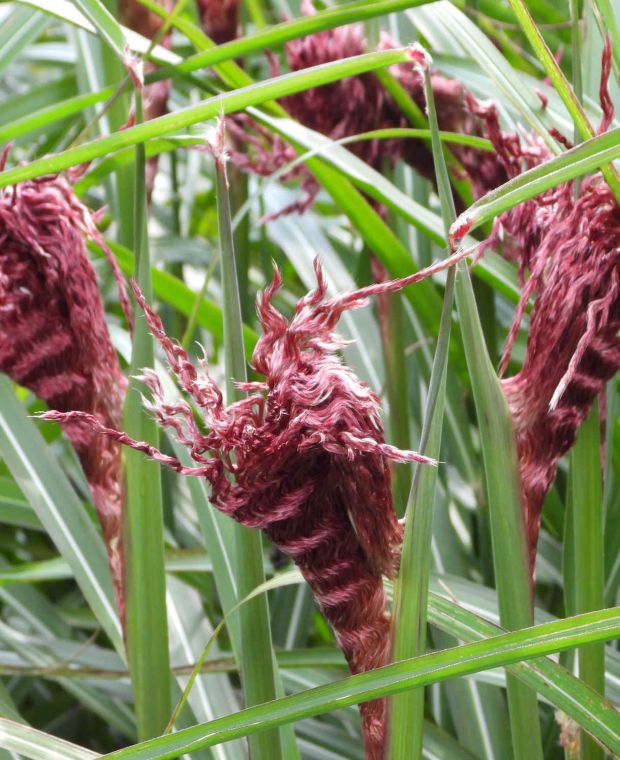 Miscanthus sinensis 'Boucle' PBR