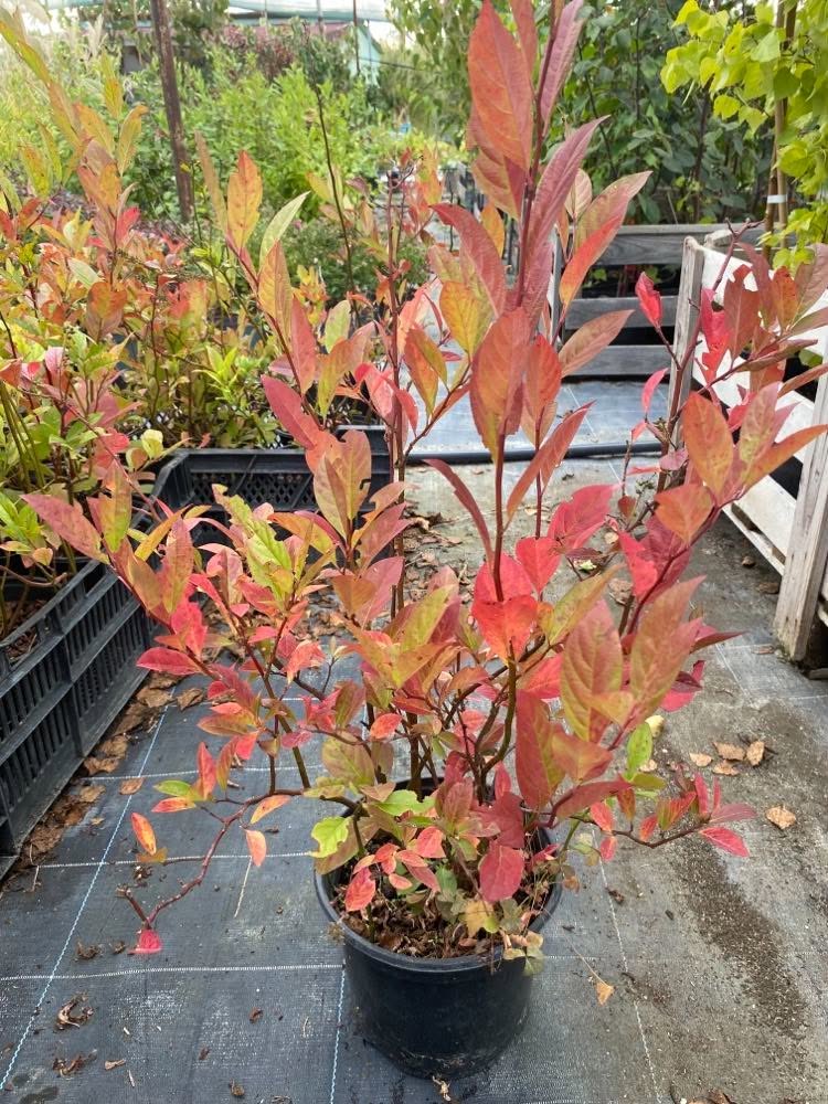 ITEA virginica LOVE CHILD (R) - Image 5