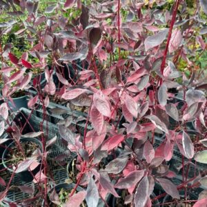 Cornus alba Nightfall ('Verpaalen3'PBR)