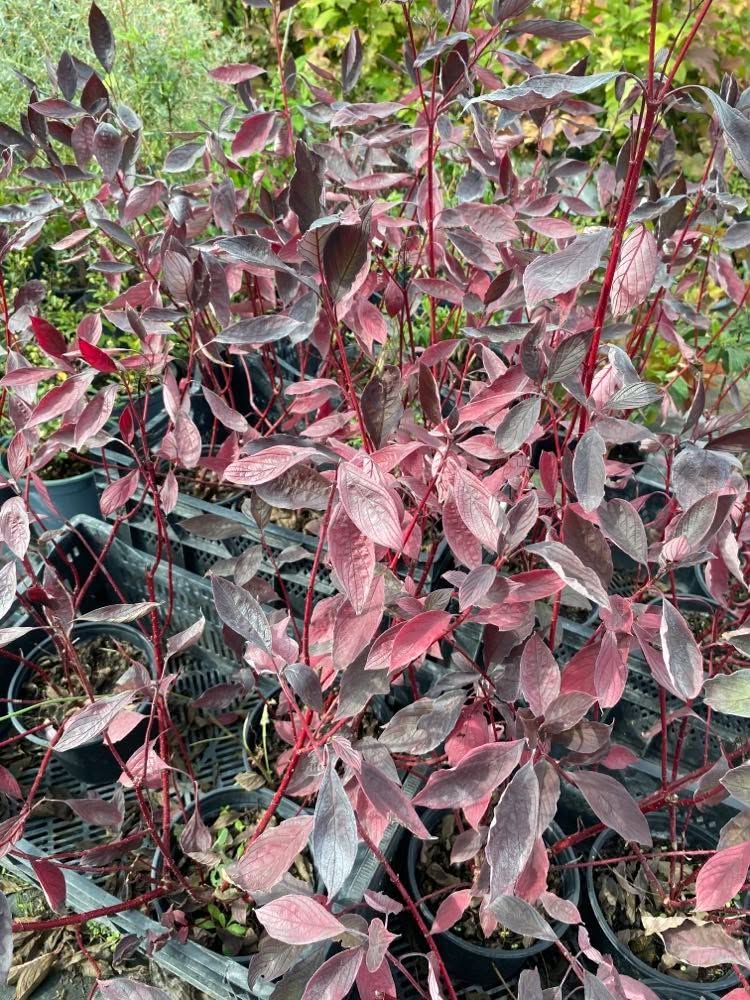 Cornus alba Nightfall (‘Verpaalen3’PBR)