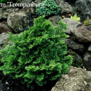 Chamaecyparis obtusa 'Dainty Doll'