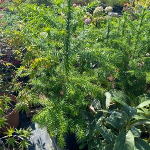 Cunninghamia lanceolata