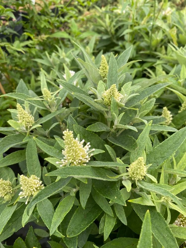 Buddleja davidii Butterfly Candy® Little White - Image 4