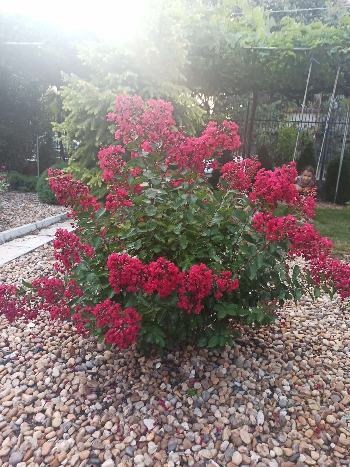 Lagerstroemia ‘Enduring Summer Red