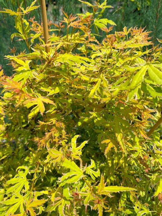 ACER palmatum METAMORPHOSA (R)