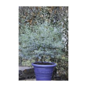 Eucalyptus Gunnii FRANCE BLEU®