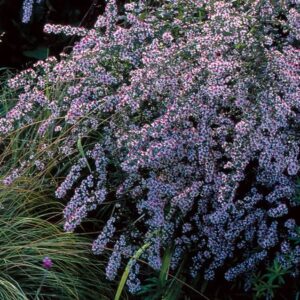 Aster lateriflorus 'Lady in Black'