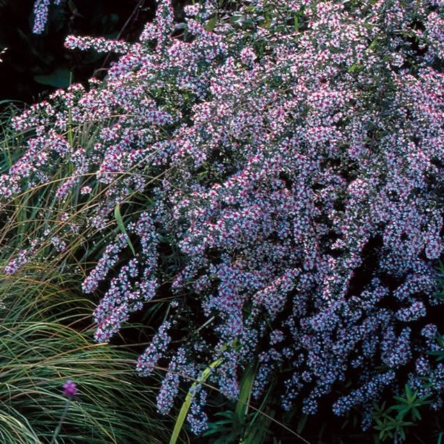 Aster lateriflorus 'Lady in Black'