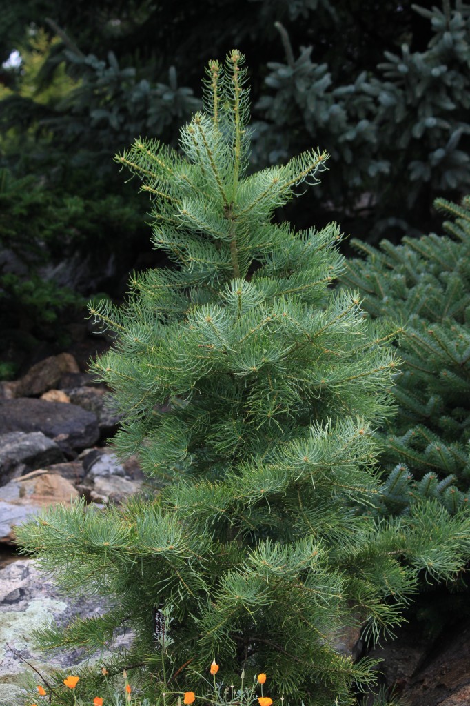Abies concolor 'Wintergold' - Image 3