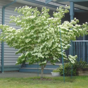 Cornus kousa Milky Way