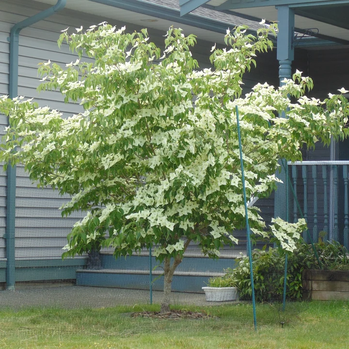 Cornus kousa Milky Way
