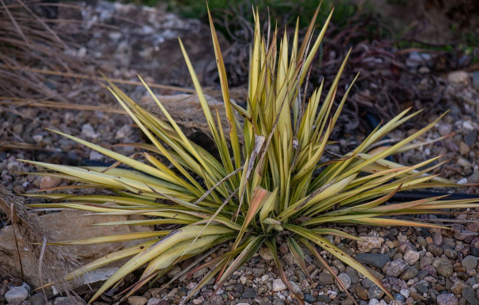 Yucca filamentosa 'Color Guard' - Image 5