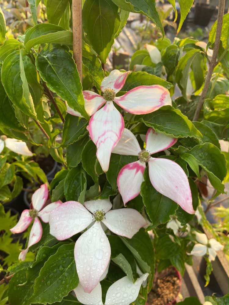 Cornus kousa Milky Way - Image 3