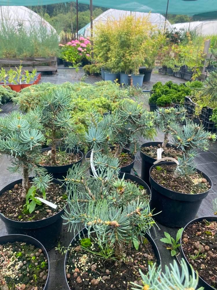 Abies concolor 'Piggelmee/Pygmea/ - Image 3