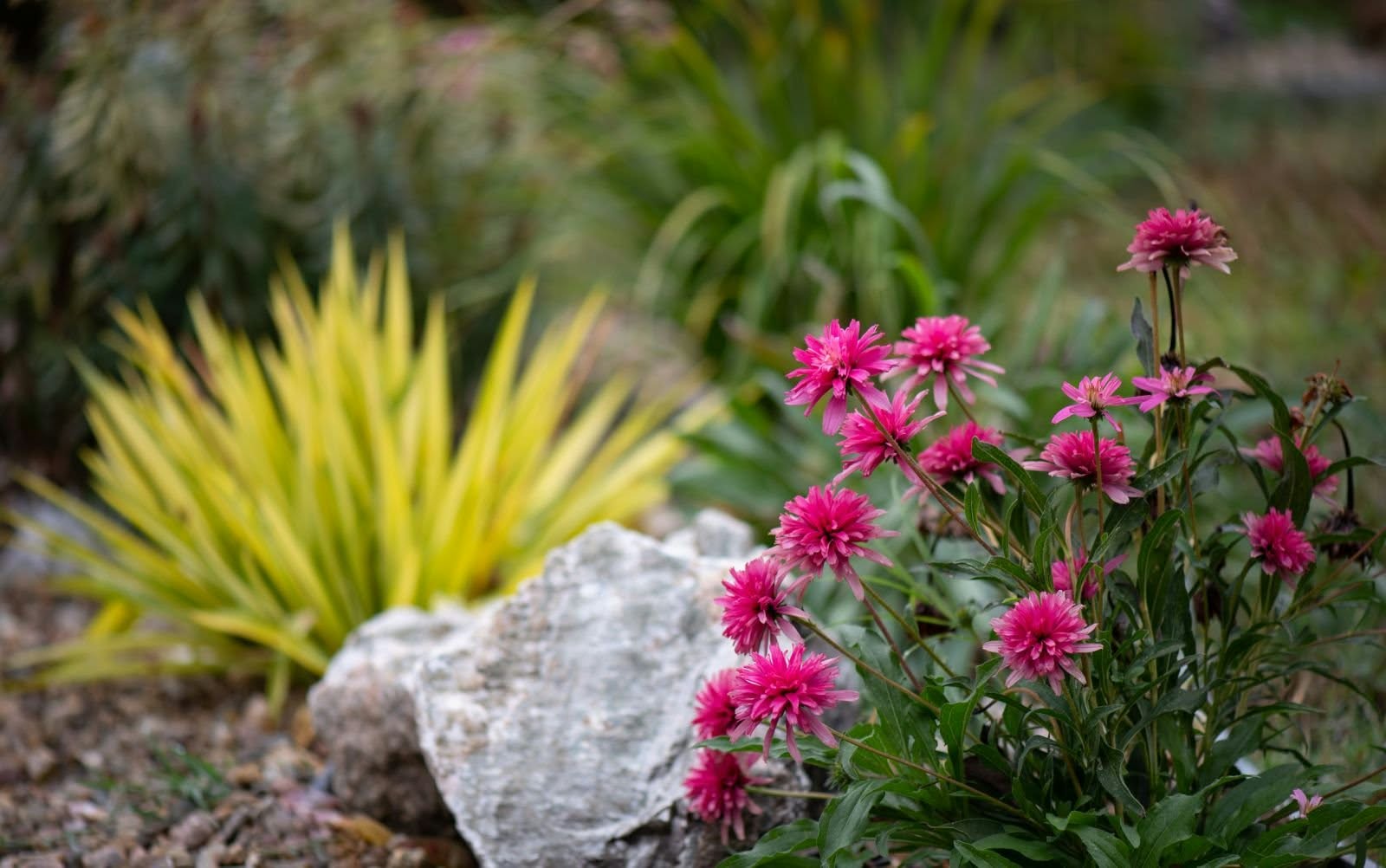 Yucca filamentosa 'Color Guard' - Image 6