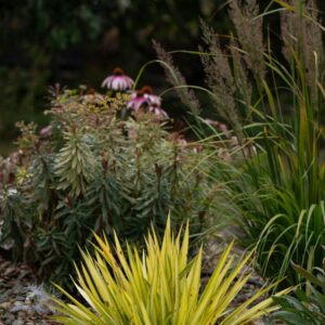 Yucca filamentosa 'Color Guard'