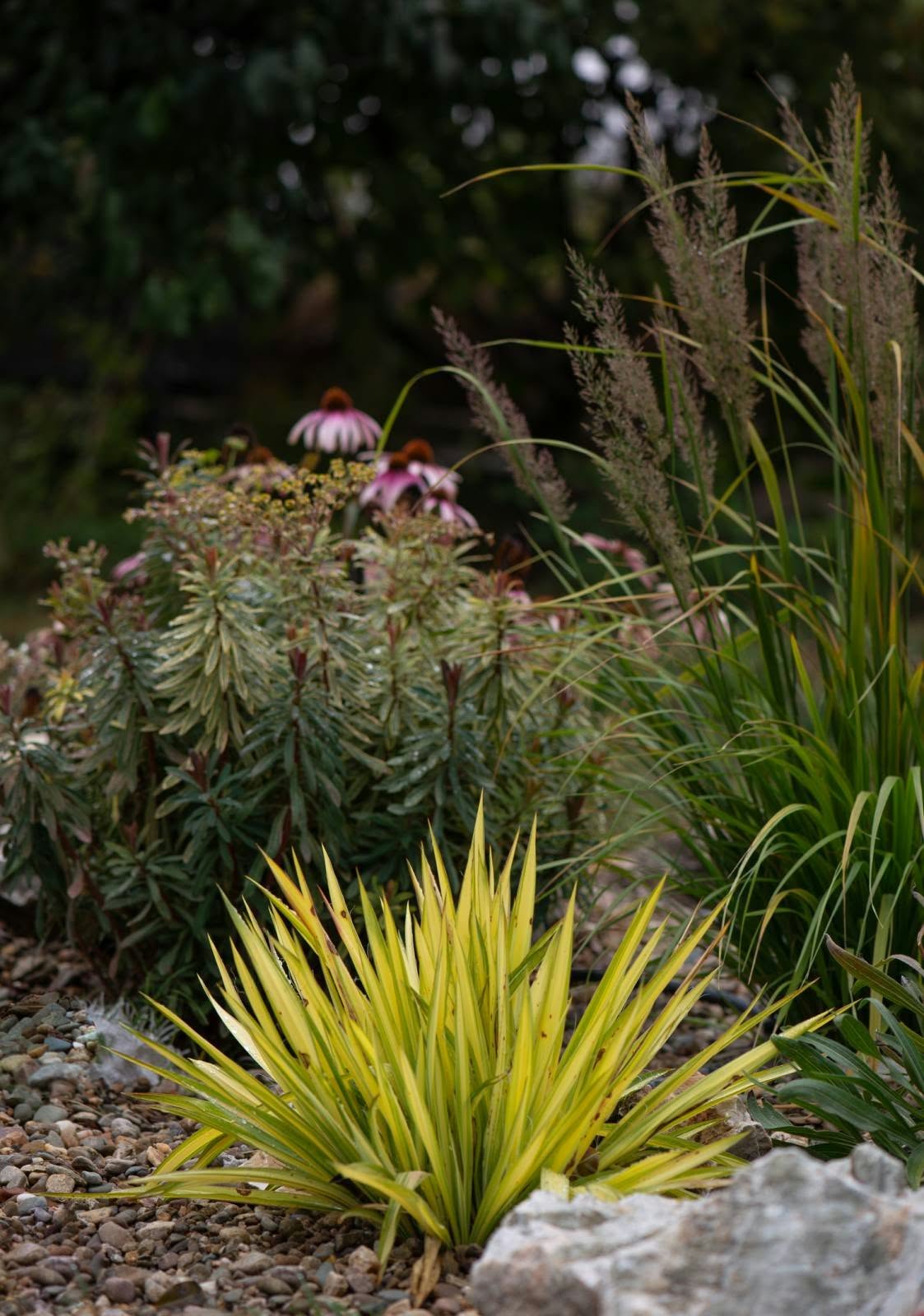 Yucca filamentosa 'Color Guard'