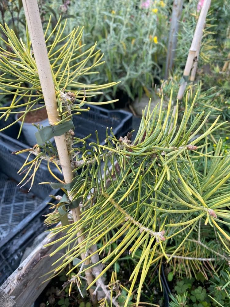 Abies concolor 'Wintergold' - Image 2