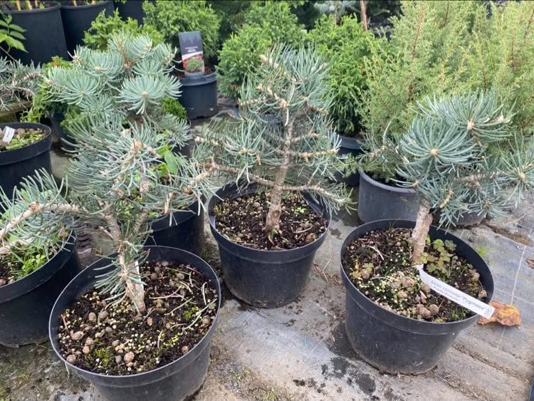 Abies concolor 'Piggelmee/Pygmea/ - Image 2