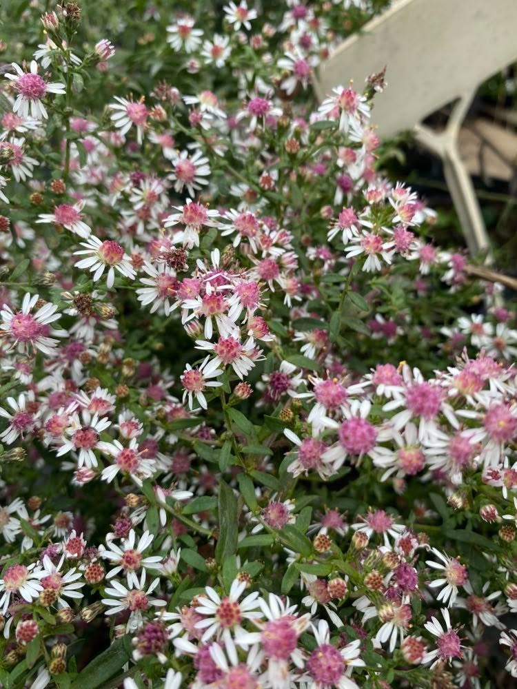 Aster lateriflorus 'Lady in Black' - Image 2