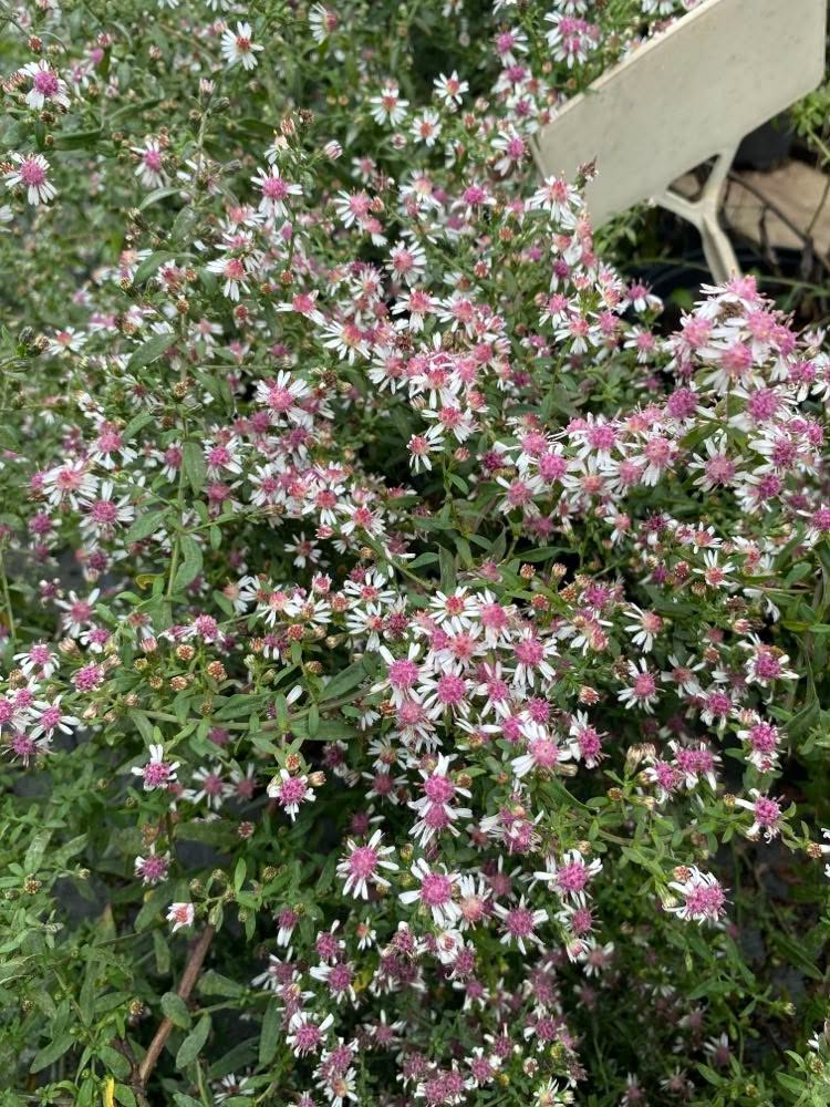 Aster lateriflorus 'Lady in Black' - Image 4