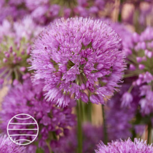 Allium 'Serendipity'