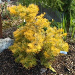 Abies concolor 'Wintergold'