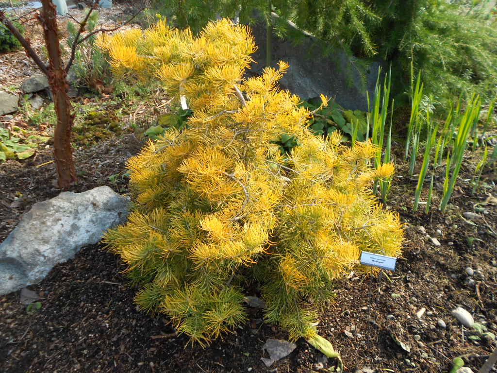 Abies concolor 'Wintergold'