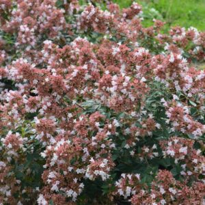 Abelia Raspberry Profusion