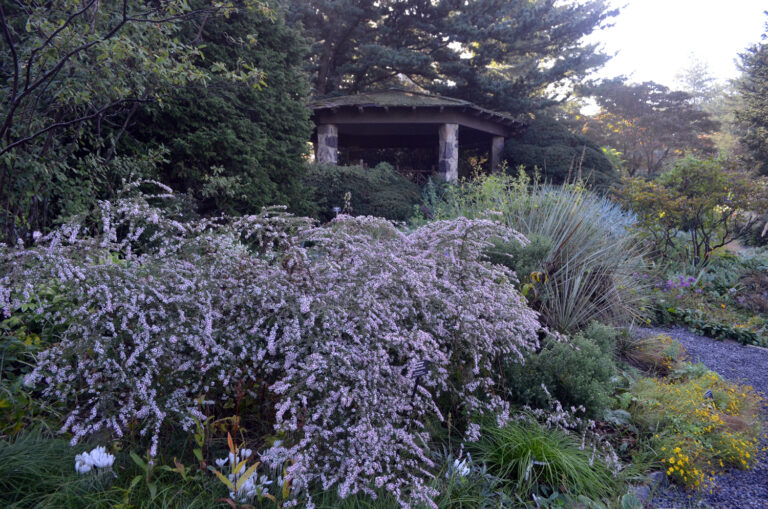 Aster lateriflorus 'Lady in Black' - Image 3