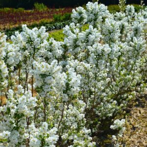 Exochorda racemosa MAGICAL® SPRINGTIME '