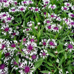 Centaurea montana 'Amethyst in Snow'
