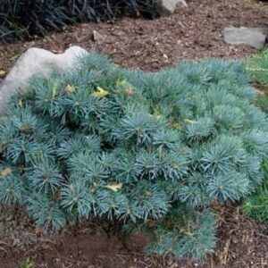 Abies concolor 'Piggelmee/Pygmea/