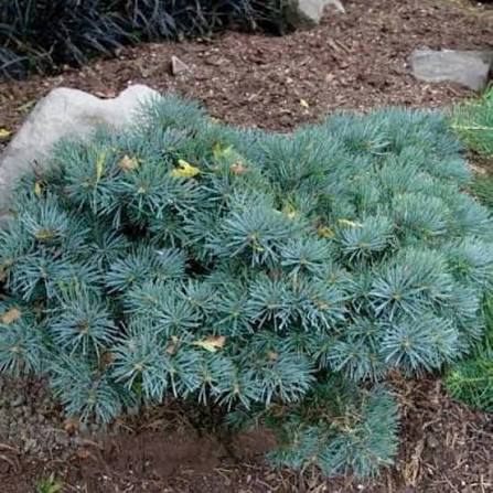 Abies concolor 'Piggelmee/Pygmea/