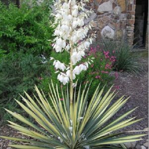 Yucca filamentosa 'Color Guard'