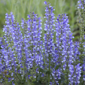 Salvia pratensis 'Azure Snow'