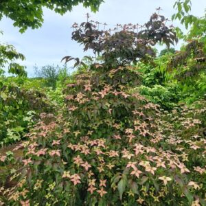Cornus kousa Cappuccino