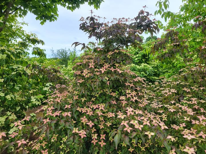 Cornus kousa Cappuccino