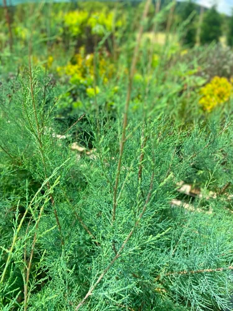 Tamarix ramosissima 'Hulsdonk White' - Image 2