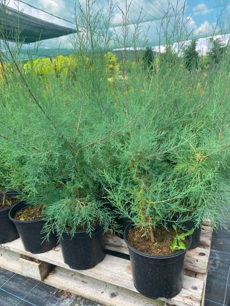 Tamarix ramosissima 'Hulsdonk White' - Image 3