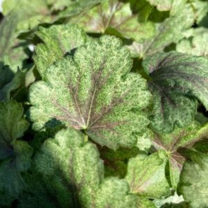 Heuchera 'Snowy Panky'
