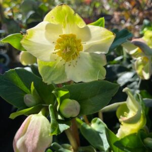 Helleborus HGC® Ice N' Roses® Ivory Blush