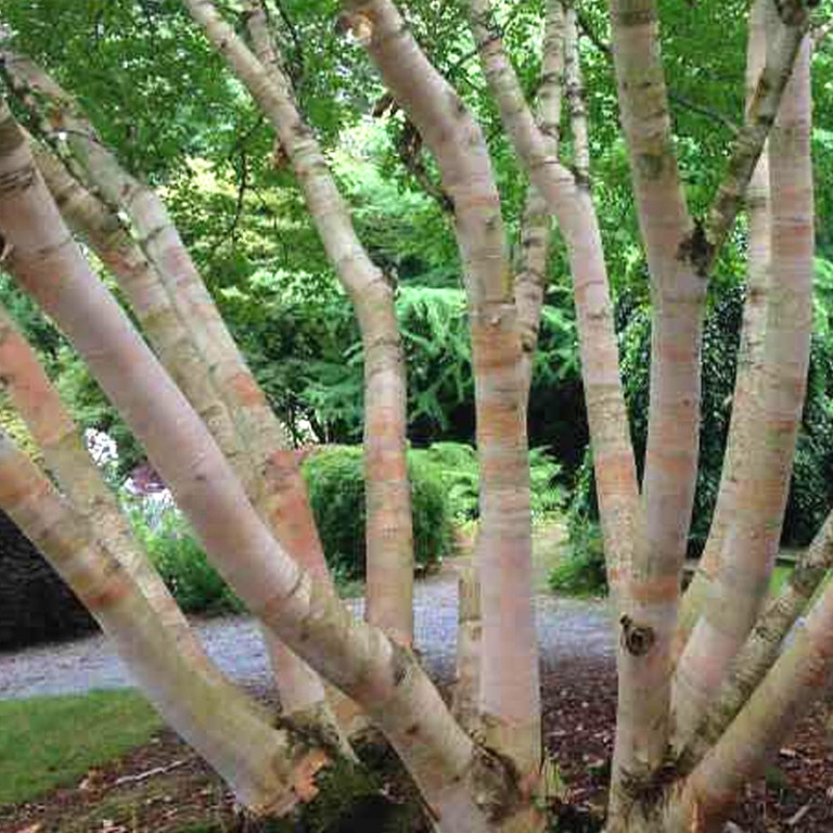 Betula albosinensis 'Ruby Chocolate' - Image 2