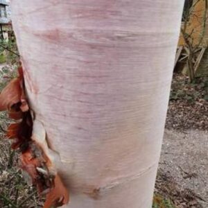 Betula  albosinensis 'Ruby Chocolate'