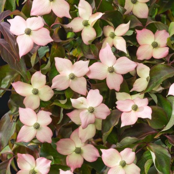 Cornus kousa Cappuccino - Image 2