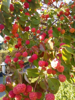 Cornus kousa Cappuccino - Image 3